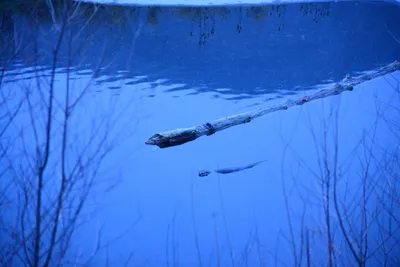 DSC_1123 (Large).JPG